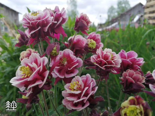 Aquilegia   'Winky Double Red-White'